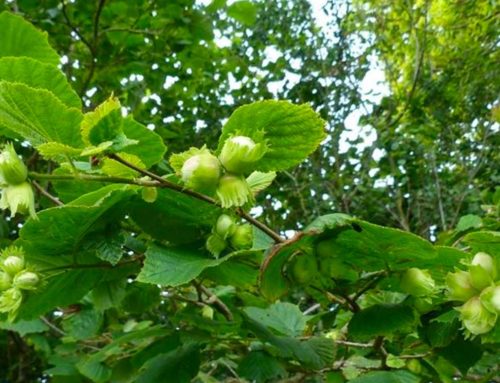 Nocciolo in toscana: attenzione alla sceglia di varietà e impianto