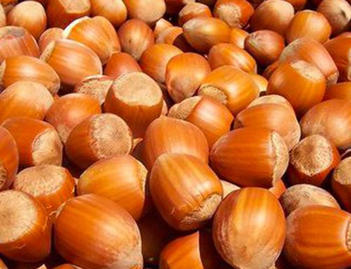 Nocciolo: la filiera in italia tra opportunità e criticità