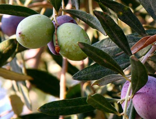 Toscana, olivicoltura tra valore territoriale e sfide produttive