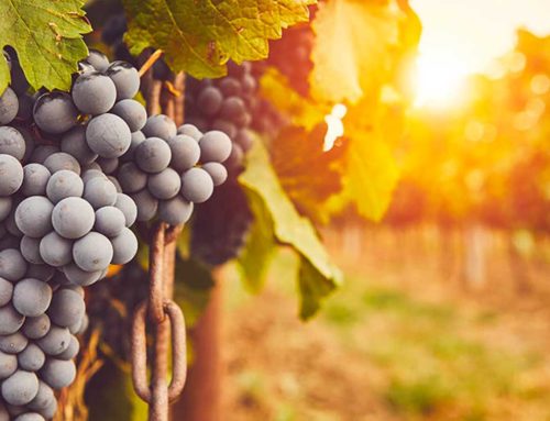 Toscana, nuovi impianti per la viticoltura: +620 ettari concessi