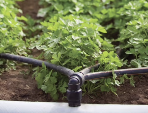 Bando Agricoltura 2025-2026: contributi a fondo perduto fino a 800mila euro