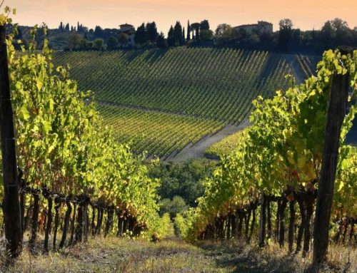 Valorizzazione del territorio: l’importanza della filiera agricola